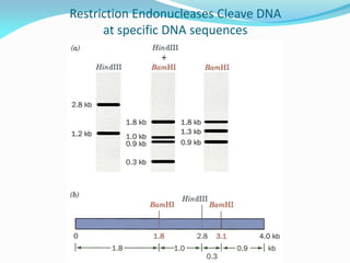 Restriction Endonucleases Cleave DNA
at specific DNA sequences
 