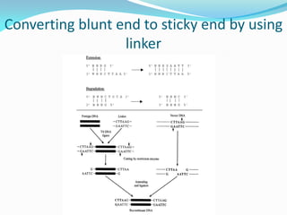Converting blunt end to sticky end by using
linker
 