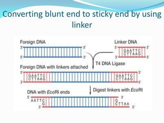 Converting blunt end to sticky end by using
linker
 