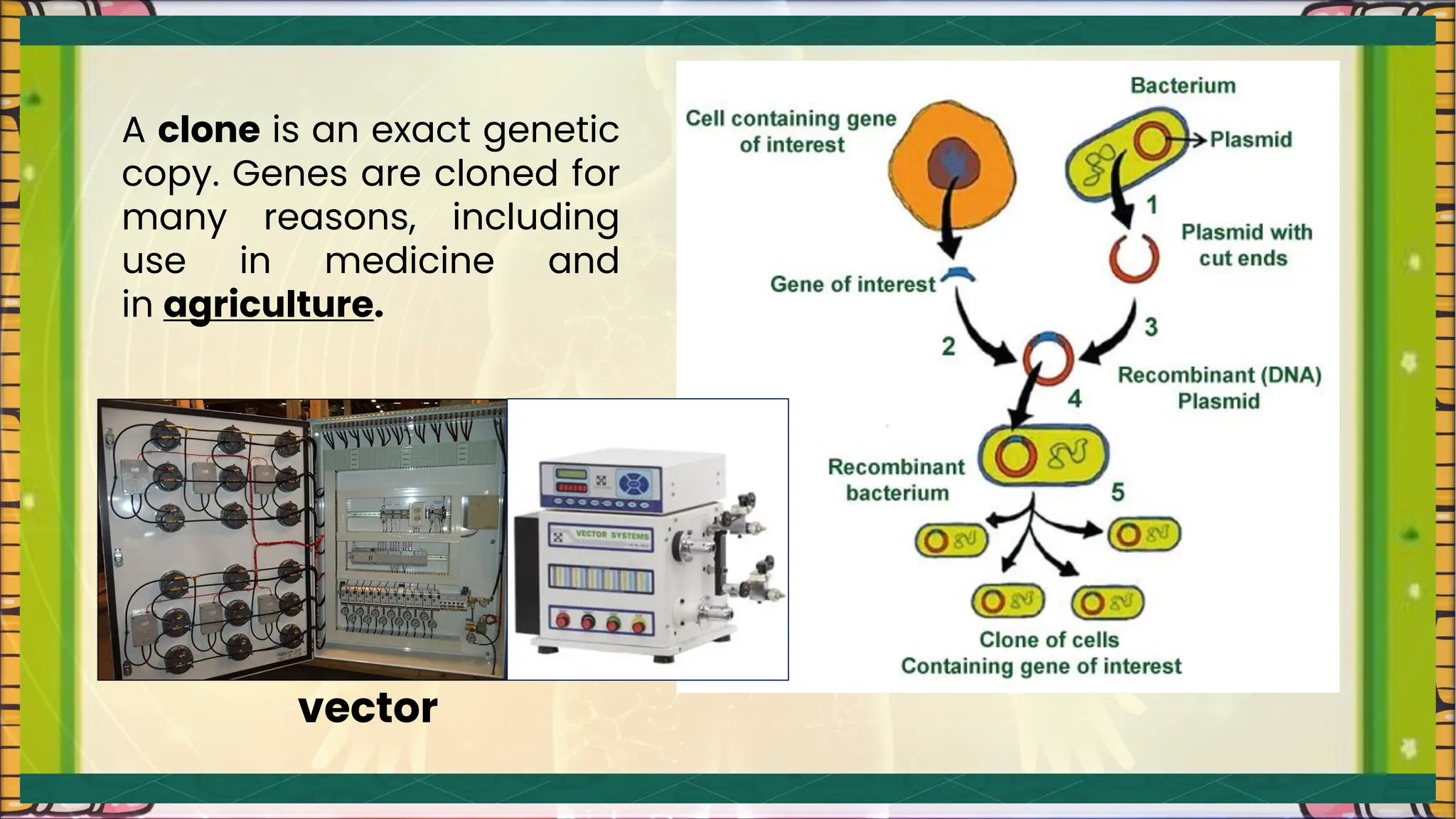 A clone is an exact genetic
copy. Genes are cloned for
many reasons, including
use in medicine and
in agriculture.
vector
 