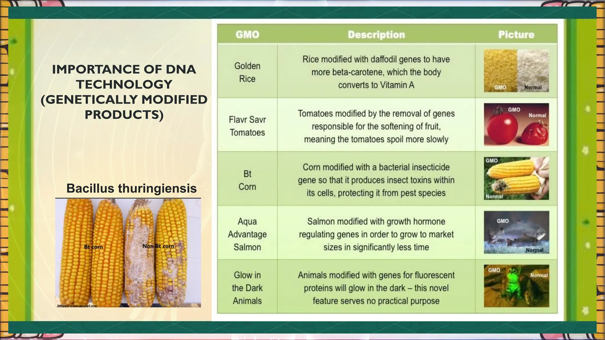 IMPORTANCE OF DNA
TECHNOLOGY
(GENETICALLY MODIFIED
PRODUCTS)
Bacillus thuringiensis
 