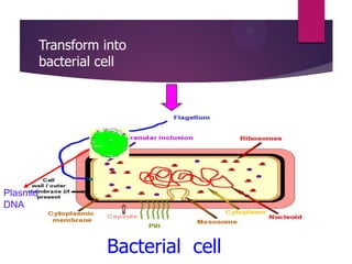 Bacterial cell
Transform into
bacterial cell
Plasmid
DNA
 