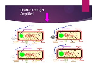 Plasmid DNA get
Amplified
 