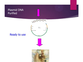 Plasmid DNA
Purified
Ready to use
 