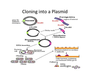 Upkj Grad Recombinant-DNA-upkj2r.pptx