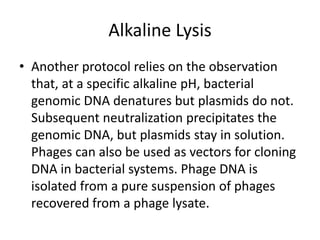 Alkaline Lysis
• Another protocol relies on the observation
that, at a specific alkaline pH, bacterial
genomic DNA denatures but plasmids do not.
Subsequent neutralization precipitates the
genomic DNA, but plasmids stay in solution.
Phages can also be used as vectors for cloning
DNA in bacterial systems. Phage DNA is
isolated from a pure suspension of phages
recovered from a phage lysate.
 