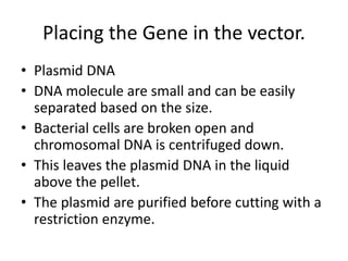 Placing the Gene in the vector.
• Plasmid DNA
• DNA molecule are small and can be easily
separated based on the size.
• Bacterial cells are broken open and
chromosomal DNA is centrifuged down.
• This leaves the plasmid DNA in the liquid
above the pellet.
• The plasmid are purified before cutting with a
restriction enzyme.
 