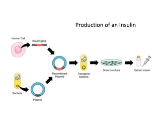 Production of an Insulin
 
