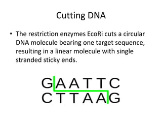 Cutting DNA
• The restriction enzymes EcoRi cuts a circular
DNA molecule bearing one target sequence,
resulting in a linear molecule with single
stranded sticky ends.
 