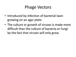 Phage Vectors
• Introduced by infection of bacterial lawn
growing on an agar plate.
• The culture or growth of viruses is made more
difficult than the culture of bacteria or fungi
by the fact that viruses will only grow.
 