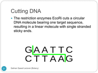 Cutting DNA
 The restriction enzymes EcoRi cuts a circular
DNA molecule bearing one target sequence,
resulting in a linear molecule with single stranded
sticky ends.
21 Salman Saeed Lecturer (Botany)
 