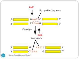 22 Salman Saeed Lecturer (Botany)
 