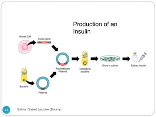 Production of an
Insulin
31 Salman Saeed Lecturer (Botany)
 