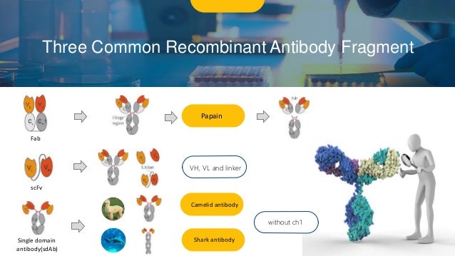 tissue antibody repertoire tissue antibody repertoire