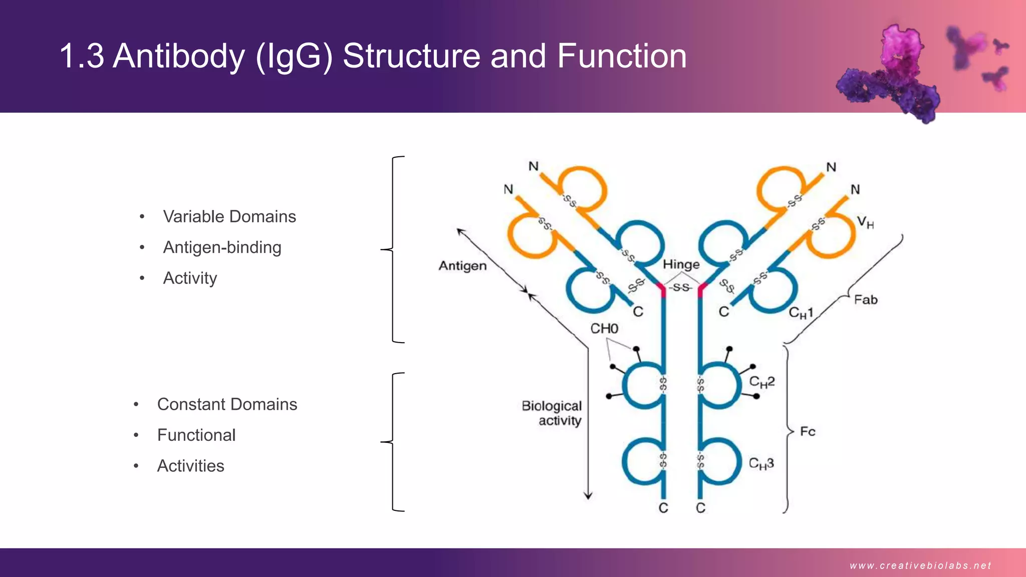 Recombinant Antibody Overview I - Creative Biolabs | PPTX