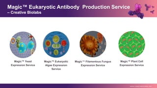 Magic™ Yeast
Expression Service
Magic™ Eukaryotic
Algae Expression
Service
Magic™ Filamentous Fungus
Expression Service
Magic™ Plant Cell
Expression Service
Magic™ Eukaryotic Antibody Production Service
– Creative Biolabs
w w w . c r e a t i v e b i o l a b s . n e t
 
