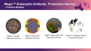 Magic™ Parasite
Expression Service
Magic™ Insect Cell
Expression Service
Magic™ Mammalian Cell
Expression Service
Magic™ Transgenic Animal
Expression Service
Magic™ Eukaryotic Antibody Production Service
– Creative Biolabs
w w w . c r e a t i v e b i o l a b s . n e t
 