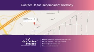 Contact Us for Recombinant Antibody
Address: 45-1 Ramsey Road, Shirley, NY 11967, USA
Tel: 1-631-381-2994 Fax: 1-631-614-7828
Email: info@creative-biolabs.com
Web: www.creativebiolabs.net
 