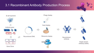 3.1 Recombinant Antibody Production Process
w w w . c r e a t i v e b i o l a b s . n e t
B cell repertoire
Antibody gene
Gene Clone
Recombinant DNA
Phage display
Yeast display
Ribosome display
Recombinant
antibody
Fab
ScFv
Single domain
antibody (SdAb)
 