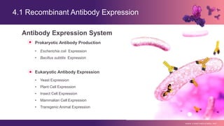 4.1 Recombinant Antibody Expression
w w w . c r e a t i v e b i o l a b s . n e t
Antibody Expression System
Eukaryotic Antibody Expression
• Yeast Expression
• Plant Cell Expression
• Insect Cell Expression
• Mammalian Cell Expression
• Transgenic Animal Expression
Prokaryotic Antibody Production
• Escherichia coli Expression
• Bacillus subtilis Expression
 