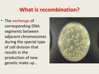 What is recombination?
• The exchange of
corresponding DNA
segments between
adjacent chromosomes
during the special type
of cell division that
results in the
production of new
genetic make up...
 