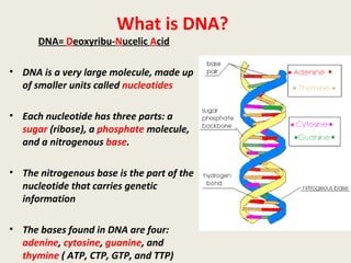What is DNA?
DNA= Deoxyribu-Nucelic Acid
• DNA is a very large molecule, made up
of smaller units called nucleotides
• Each nucleotide has three parts: a
sugar (ribose), a phosphate molecule,
and a nitrogenous base.
• The nitrogenous base is the part of the
nucleotide that carries genetic
information
• The bases found in DNA are four:
adenine, cytosine, guanine, and
thymine ( ATP, CTP, GTP, and TTP)
 