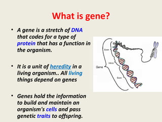What is gene?
• A gene is a stretch of DNA
that codes for a type of
protein that has a function in
the organism.
• It is a unit of heredity in a
living organism.. All living
things depend on genes
• Genes hold the information
to build and maintain an
organism's cells and pass
genetic traits to offspring.
 