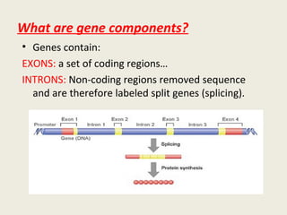 What are gene components?
• Genes contain:
EXONS: a set of coding regions…
INTRONS: Non-coding regions removed sequence
and are therefore labeled split genes (splicing).
 