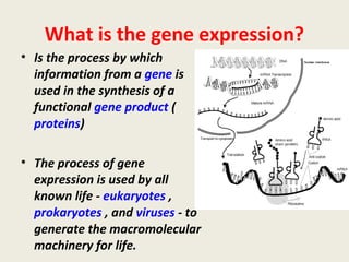 What is the gene expression?
• Is the process by which
information from a gene is
used in the synthesis of a
functional gene product (
proteins)
• The process of gene
expression is used by all
known life - eukaryotes ,
prokaryotes , and viruses - to
generate the macromolecular
machinery for life.
 