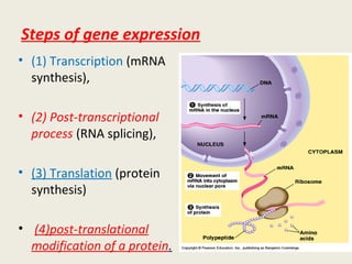 Steps of gene expression
• (1) Transcription (mRNA
synthesis),
• (2) Post-transcriptional
process (RNA splicing),
• (3) Translation (protein
synthesis)
• (4)post-translational
modification of a protein.
 