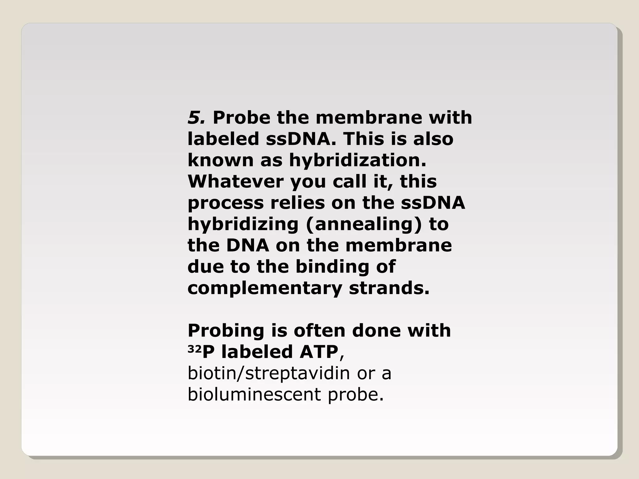 5. Probe the membrane with
labeled ssDNA. This is also
known as hybridization.
Whatever you call it, this
process relies on the ssDNA
hybridizing (annealing) to
the DNA on the membrane
due to the binding of
complementary strands.
Probing is often done with
32
P labeled ATP,
biotin/streptavidin or a
bioluminescent probe.
 