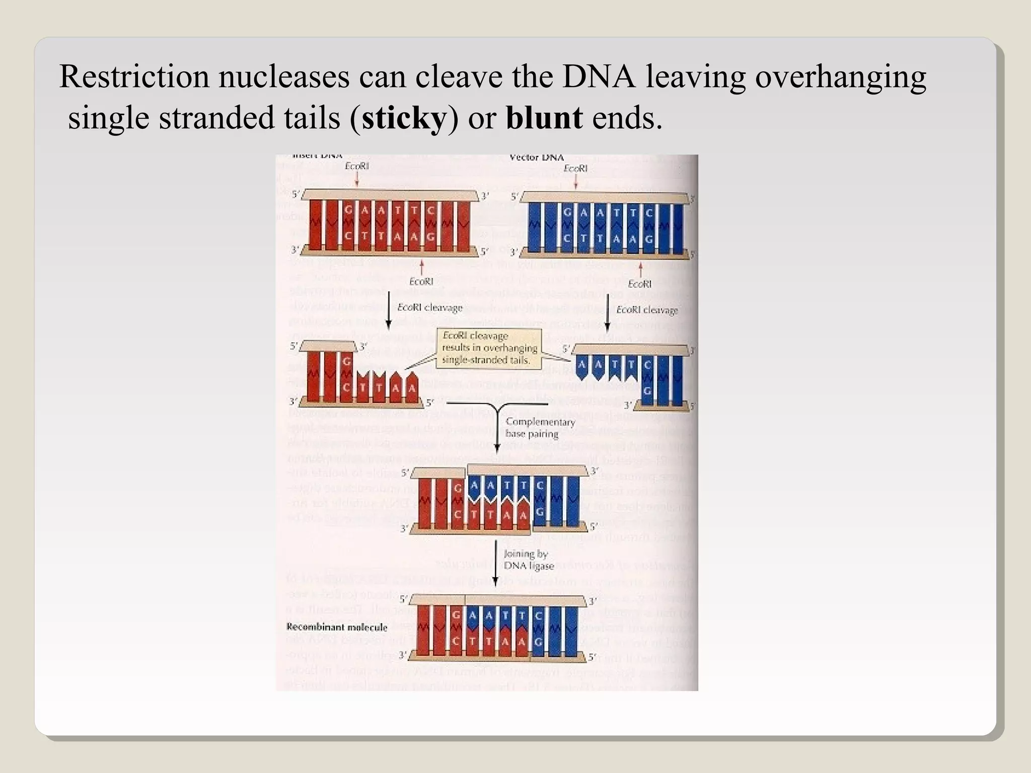 Restriction nucleases can cleave the DNA leaving overhanging
single stranded tails (sticky) or blunt ends.
 