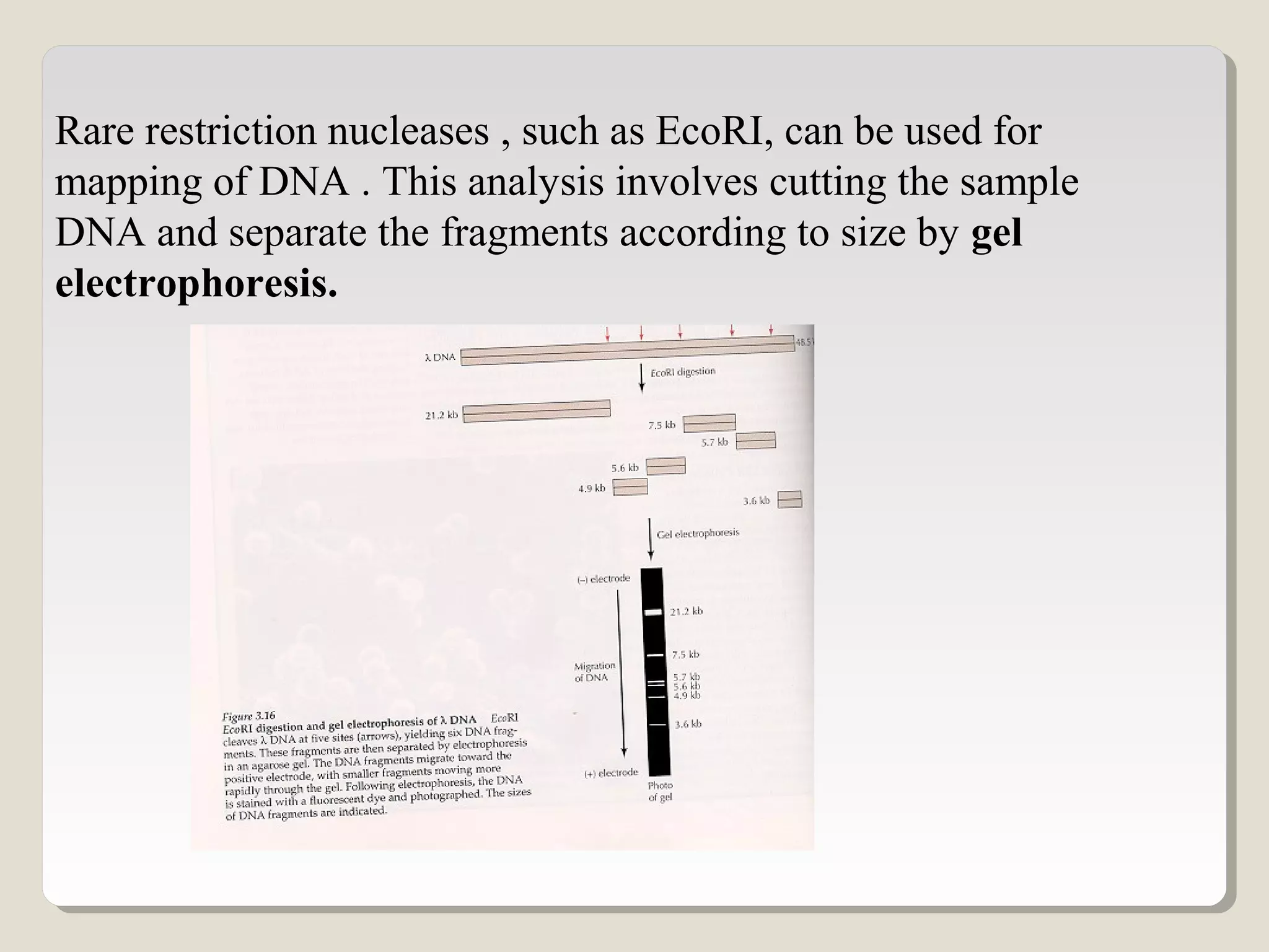 Rare restriction nucleases , such as EcoRI, can be used for
mapping of DNA . This analysis involves cutting the sample
DNA and separate the fragments according to size by gel
electrophoresis.
 