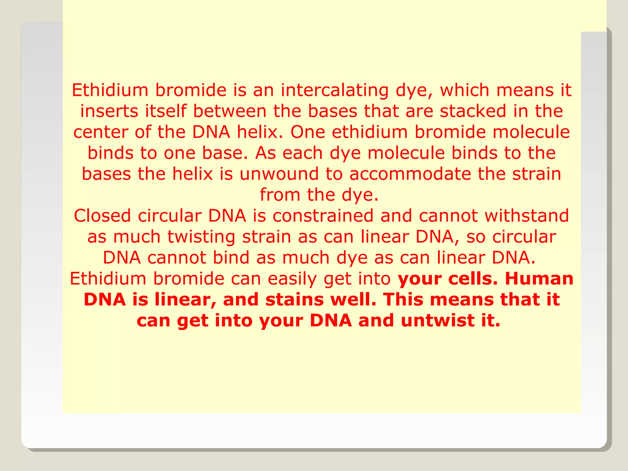 Ethidium bromide is an intercalating dye, which means it
inserts itself between the bases that are stacked in the
center of the DNA helix. One ethidium bromide molecule
binds to one base. As each dye molecule binds to the
bases the helix is unwound to accommodate the strain
from the dye.
Closed circular DNA is constrained and cannot withstand
as much twisting strain as can linear DNA, so circular
DNA cannot bind as much dye as can linear DNA.
Ethidium bromide can easily get into your cells. Human
DNA is linear, and stains well. This means that it
can get into your DNA and untwist it.
 