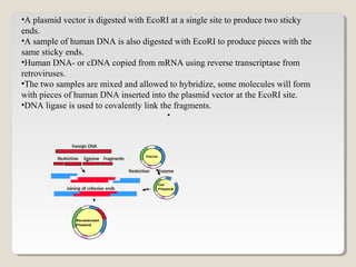 •A plasmid vector is digested with EcoRI at a single site to produce two sticky
ends.
•A sample of human DNA is also digested with EcoRI to produce pieces with the
same sticky ends.
•Human DNA- or cDNA copied from mRNA using reverse transcriptase from
retroviruses.
•The two samples are mixed and allowed to hybridize, some molecules will form
with pieces of human DNA inserted into the plasmid vector at the EcoRI site.
•DNA ligase is used to covalently link the fragments.
•
 
