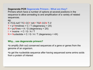 Degenerate PCR Degenerate Primers - What are they?
Primers which have a number of options at several positions in the
sequence to allow annealing to and amplification of a variety of related
sequences.
eg:
5’-TCG AAT TCI CCY AAY TGR CCN T-3’
Y = pYrimidines = C / T (degeneracy = 2X)
R = puRines = A / G (degeneracy = 2X)
I = Inosine = C / G / A / T
N = Nucleotide = C / G / A / T (degeneracy = 4X)
Why... use degenerate primers?
•to amplify (fish out) conserved sequences of a gene or genes from the
genome of an organism.
•to get the nucleotide sequence after having sequenced some amino acids
from a protein of interest
 