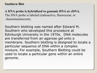 Southern Blot
A DNA probe is hybridized to genomic DNA or cDNA.
The DNA probe is labeled (radioactive, fluorescent, or
chemoluminiscent).
Southern blotting was named after Edward M.
Southern who developed this procedure at
Edinburgh University in the 1970s. DNA molecules
are transferred from an agarose gel onto a
membrane. Southern blotting is designed to locate a
particular sequence of DNA within a complex
mixture. For example, Southern Blotting could be
used to locate a particular gene within an entire
genome.
 