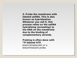 5. Probe the membrane with
labeled ssDNA. This is also
known as hybridization.
Whatever you call it, this
process relies on the ssDNA
hybridizing (annealing) to
the DNA on the membrane
due to the binding of
complementary strands.
Probing is often done with
32
P labeled ATP,
biotin/streptavidin or a
bioluminescent probe.
 