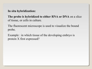 In situ hybridization:
The probe is hybridized to either RNA or DNA on a slice
of tissue, or cells in culture.
The fluorescent microscope is used to visualize the bound
probe.
Example : in which tissue of the developing embryo is
protein X first expressed?
 