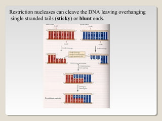 Restriction nucleases can cleave the DNA leaving overhanging
single stranded tails (sticky) or blunt ends.
 