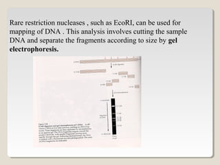 Rare restriction nucleases , such as EcoRI, can be used for
mapping of DNA . This analysis involves cutting the sample
DNA and separate the fragments according to size by gel
electrophoresis.
 
