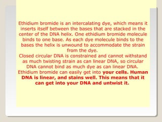 Ethidium bromide is an intercalating dye, which means it
inserts itself between the bases that are stacked in the
center of the DNA helix. One ethidium bromide molecule
binds to one base. As each dye molecule binds to the
bases the helix is unwound to accommodate the strain
from the dye.
Closed circular DNA is constrained and cannot withstand
as much twisting strain as can linear DNA, so circular
DNA cannot bind as much dye as can linear DNA.
Ethidium bromide can easily get into your cells. Human
DNA is linear, and stains well. This means that it
can get into your DNA and untwist it.
 