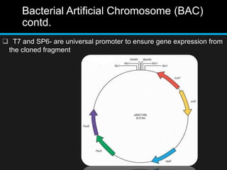 Bacterial Artificial Chromosome (BAC)
contd.
 T7 and SP6- are universal promoter to ensure gene expression from
the cloned fragment
 