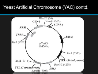 Yeast Artificial Chromosome (YAC) contd.
 
