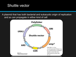 Shuttle vector
A plasmid that has both bacterial and eukaryotic origin of replication
and so can propagate in either kind of cell
 