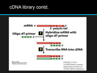 cDNA library contd.
 