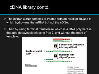 cDNA library contd.
 The mRNA-cDNA complex is treated with an alkali or RNase H
which hydrolyzes the mRNA but not the cDNA.
 Then by using terminal transferase which is a DNA polymerase
that add deoxynucleotides to free 3’ end without the need of
template.
 
