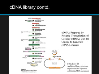 cDNA library contd.
 