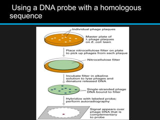 Using a DNA probe with a homologous
sequence
 
