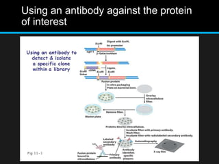 Using an antibody against the protein
of interest
 